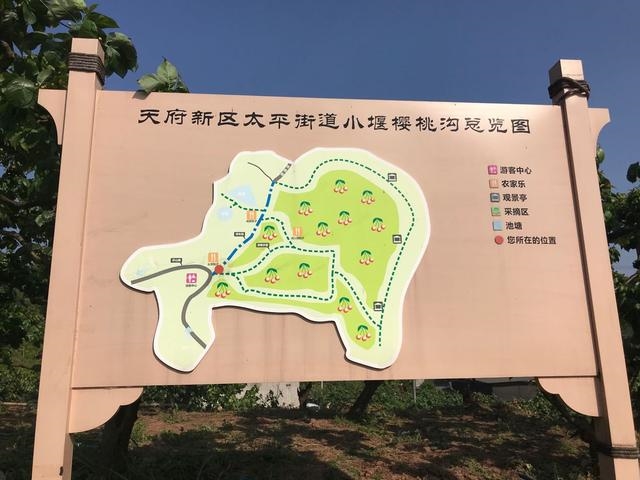 太平樱桃红了,吃货们,快去尝鲜吧!